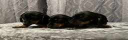 Miniature Dachshund dogs for sale: Miniature Dachshund  - Advert 6