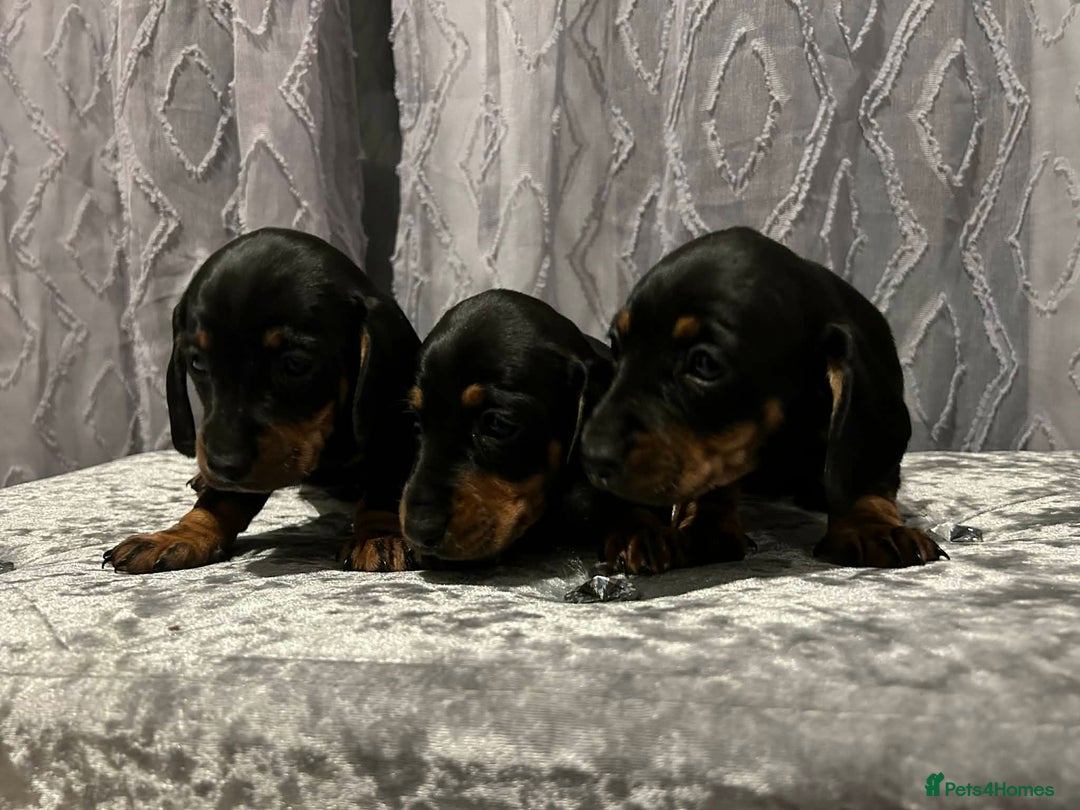 Miniature Dachshund dogs for sale: Miniature Dachshund  - Advert 6
