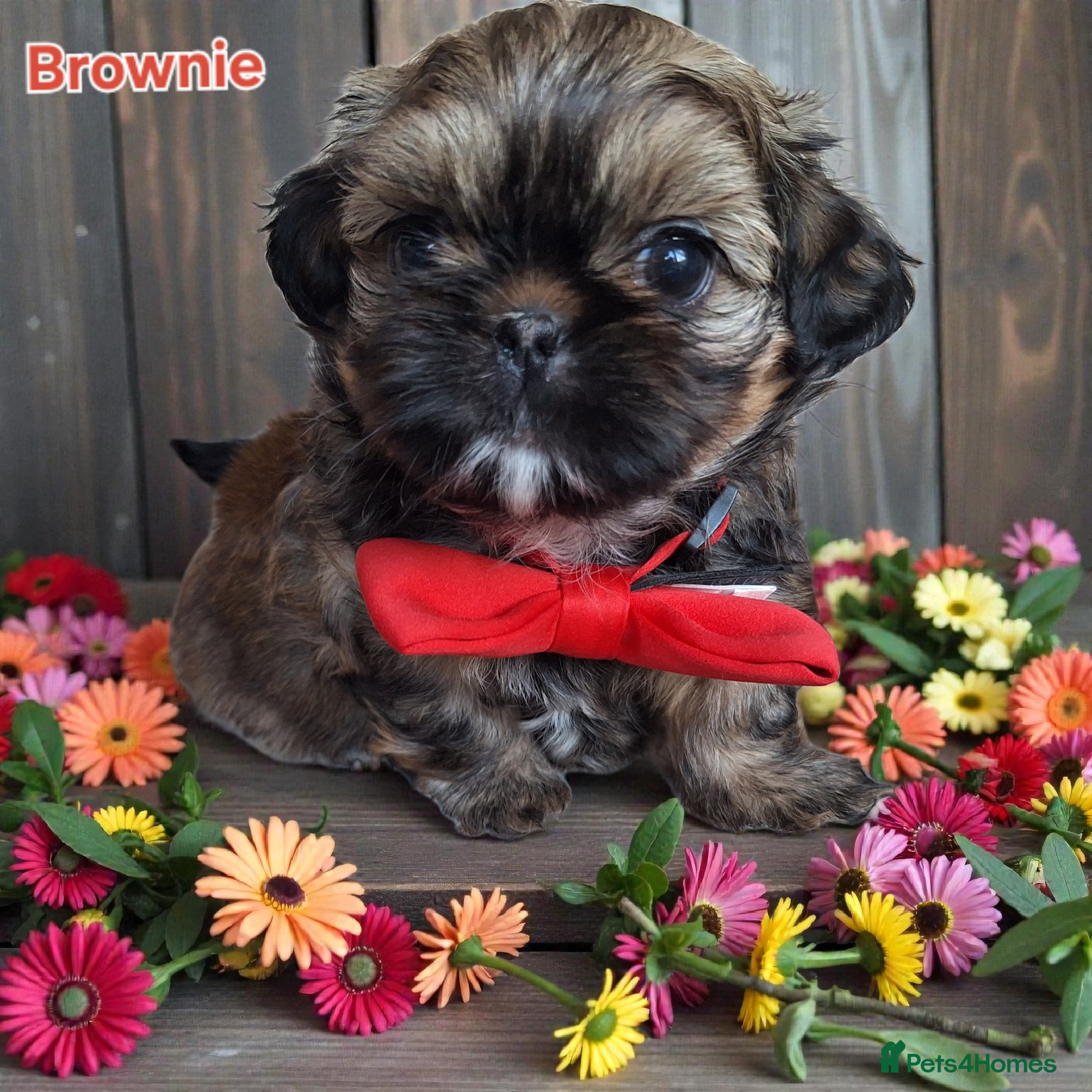 Shih Tzu dogs Beautiful Imperial Shih Tzus  - Advert 15