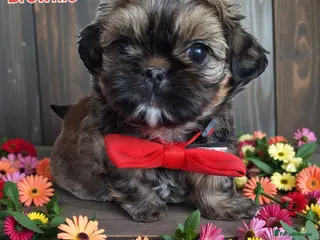 Shih Tzu dogs Beautiful Imperial Shih Tzus - Advert 15