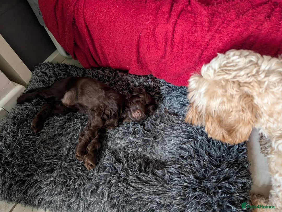 Cockapoo dogs for sale: Reserved - Beautiful Chocolate Cockapoo Pup - Advert 3