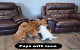 Cockapoo dogs for sale: Adorable Cockapoo pups 🦴🐾 - Image 36