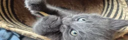 Mixed Breed cats for sale: 2 Beautiful Kittens Left  - Advert 5
