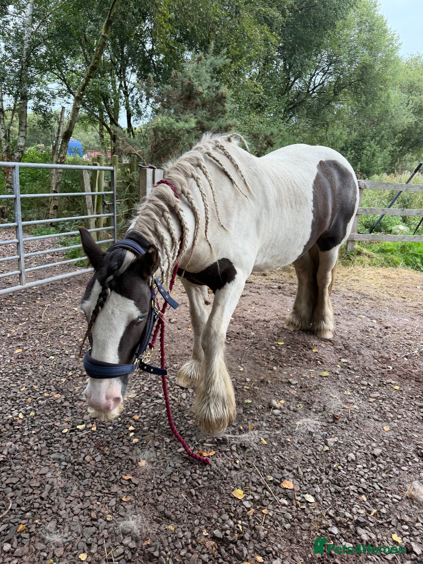 Irish Cob horses Gypsy cob - Advert 1