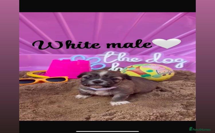 Shih Tzu dogs - Advert 2