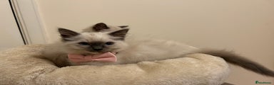 Ragdoll Kitten 2