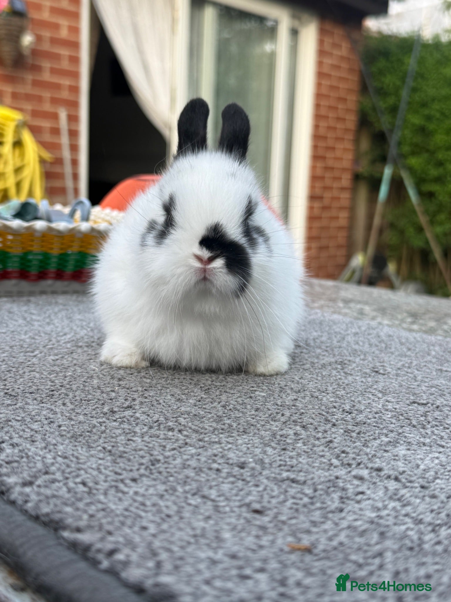 Netherland Dwarf rabbits Netherland dwarfs for sale  - Advert 3