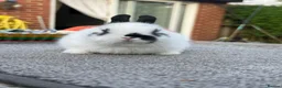 Netherland Dwarf rabbits for sale: Netherland dwarfs for sale  - Advert 1