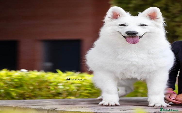 White Swiss Shepherd dogs in Hounslow - Advert 1