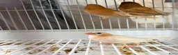 Finches birds for sale: finches - Advert 6