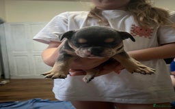 Mixed Breed dogs for sale: Beautiful female puppy ready today  - Image 13