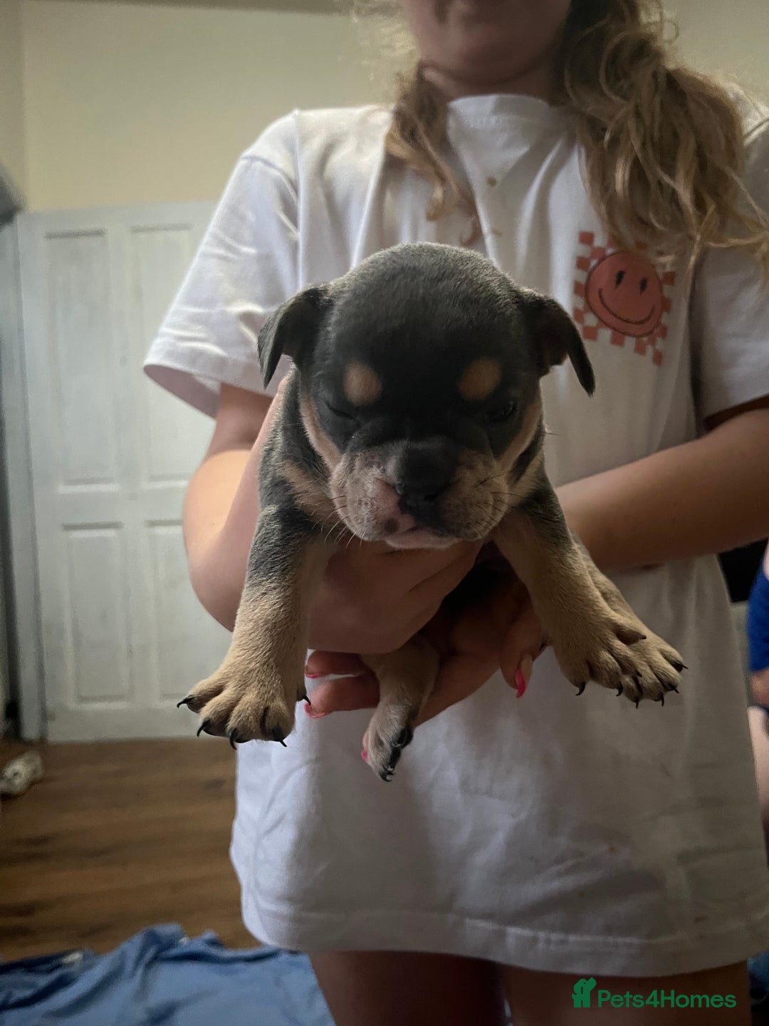 Mixed Breed dogs for sale: Beautiful female puppy ready today  - Image 13