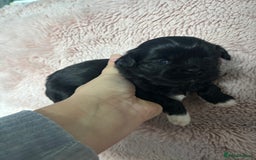 Shih Tzu dogs for sale: Imperial Shih Tzu male - Advert 7