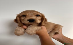 Cocker Spaniel dogs for sale: KC SHOW COCKER SPANIELS READY NOW - Image 5