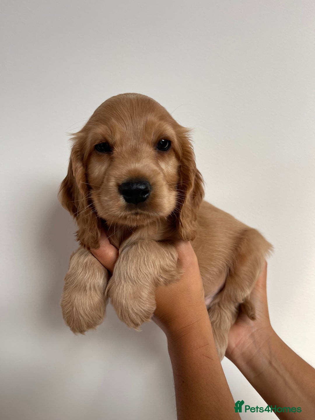 Cocker Spaniel dogs for sale: KC SHOW COCKER SPANIELS READY NOW - Image 5