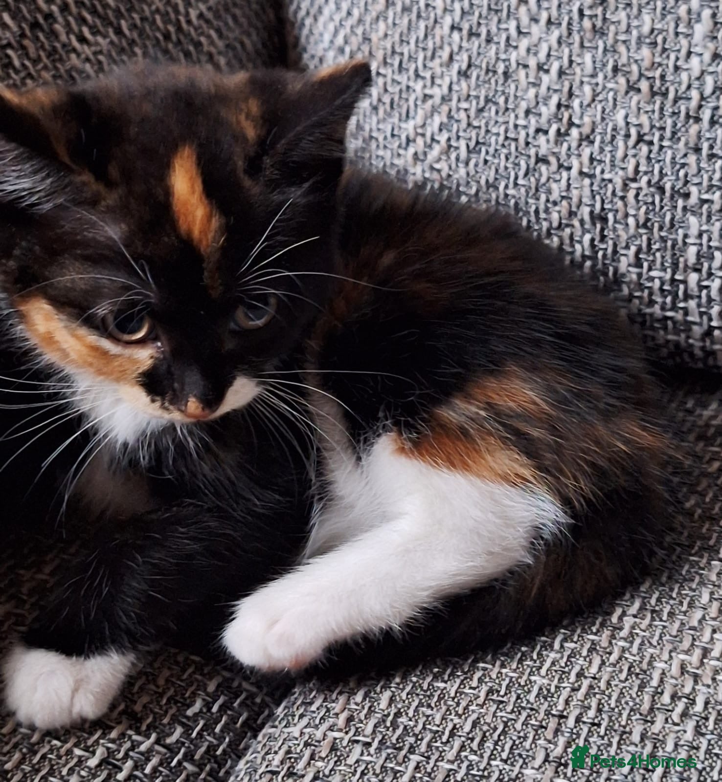 Mixed Breed cats for sale: Beautiful kittens 😻 ready for a new home  - Advert 13