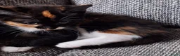 Mixed Breed cats for sale: Beautiful kittens 😻 ready for a new home  - Advert 1