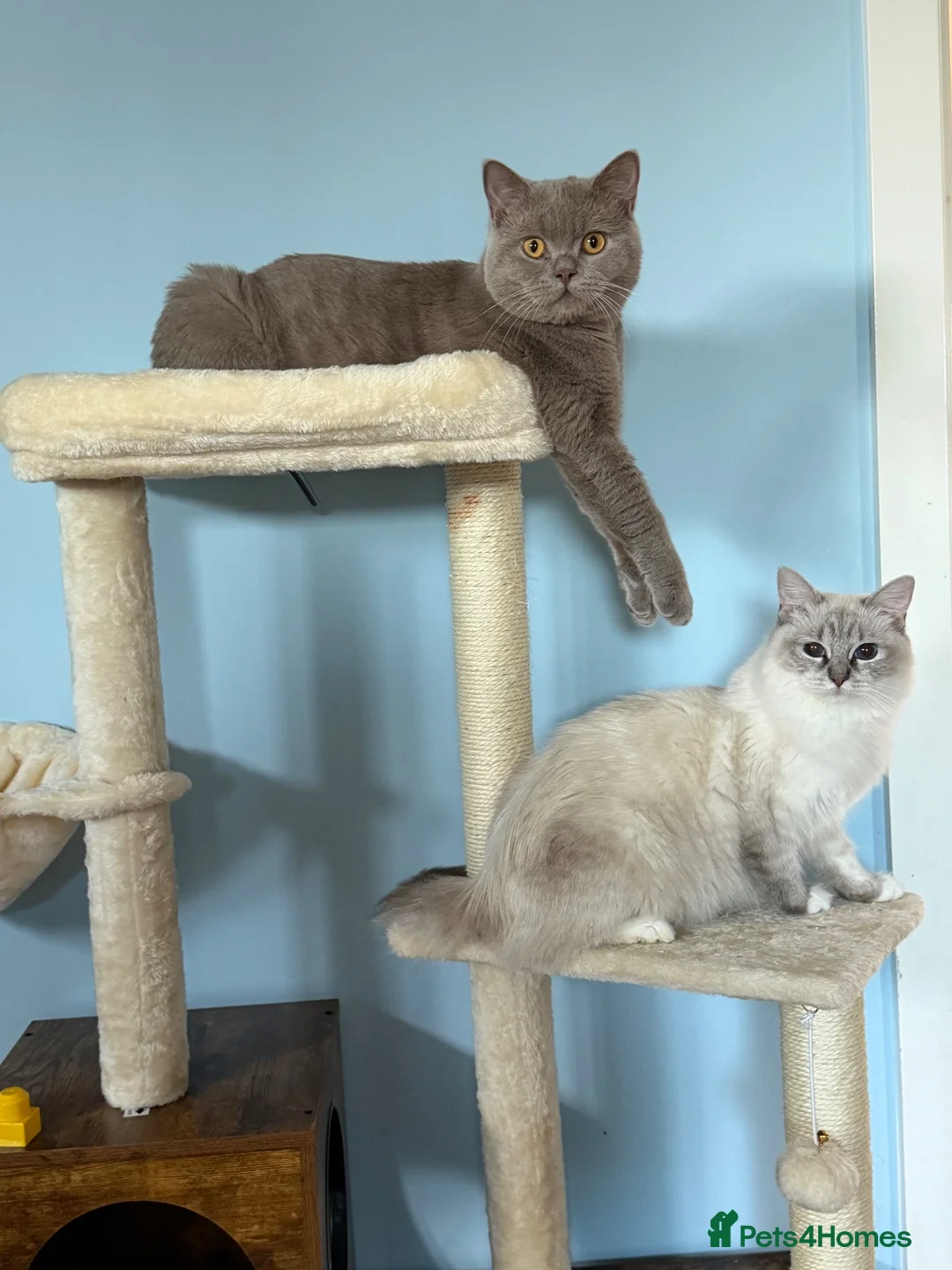 Mixed Breed cats for sale: British Shorthair x Ragdoll Kittens! 🐾 in London - Advert 14