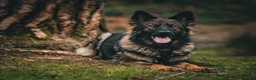 German Shepherd dogs for sale: German Shepherds 5 Star Breeder  - Advert 6