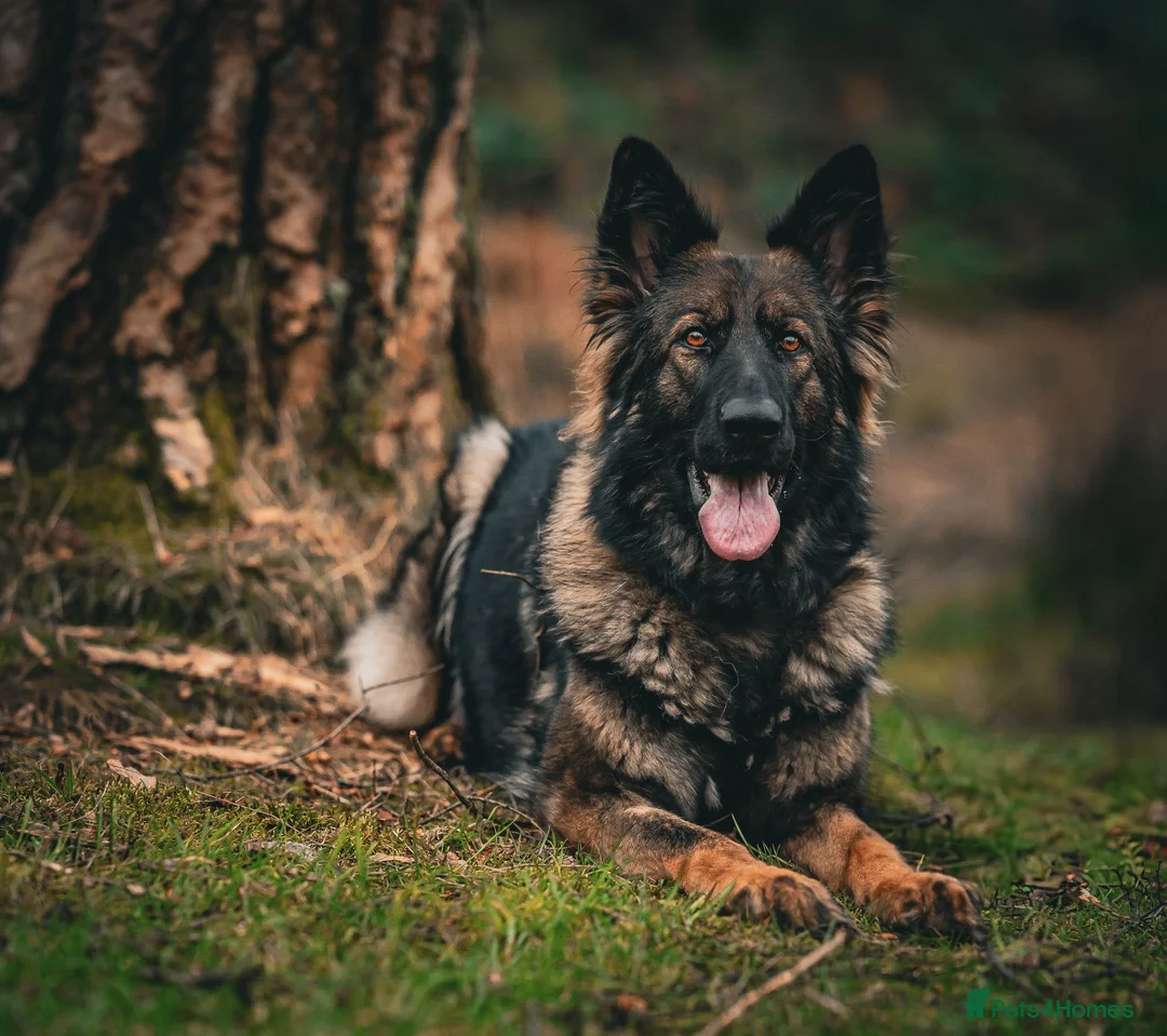 German Shepherd dogs for sale: German Shepherds 5 Star Breeder  - Advert 6