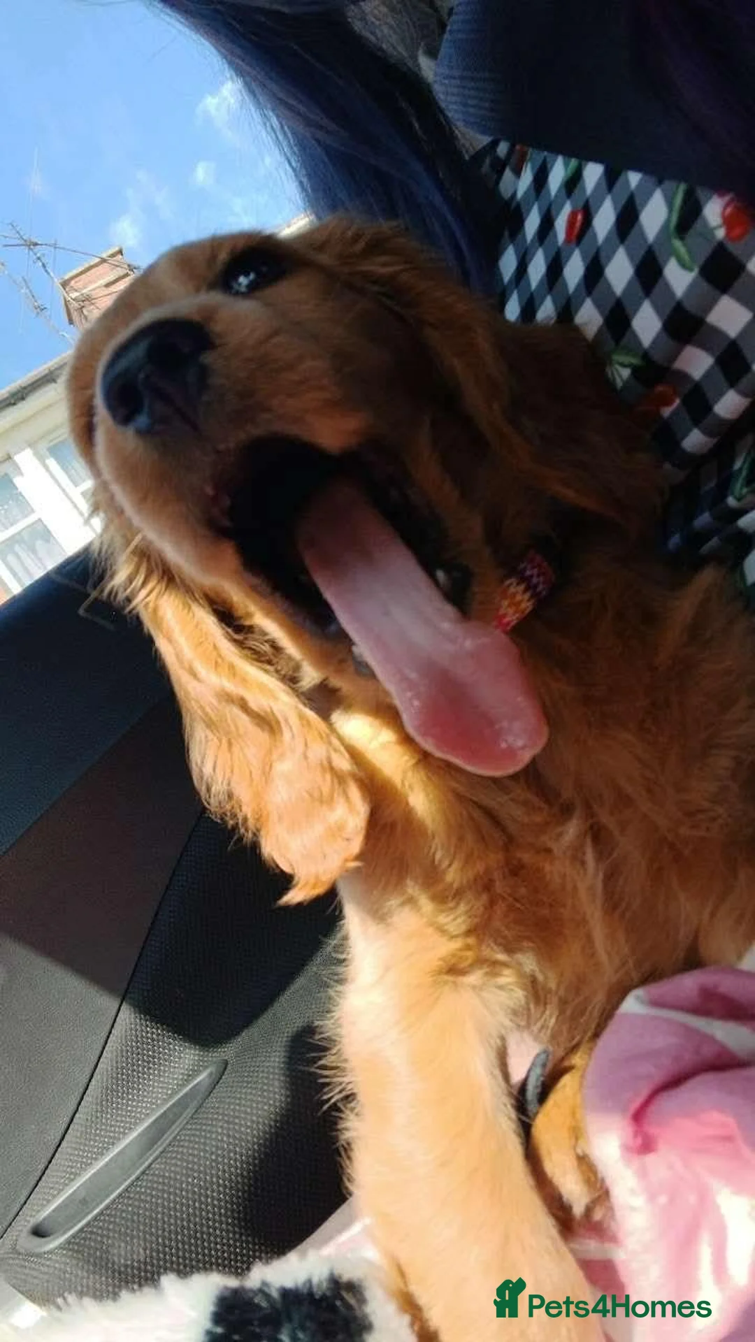 Cockapoo dogs for sale: 8 Month Old Puppy in Wallsend - Advert 3