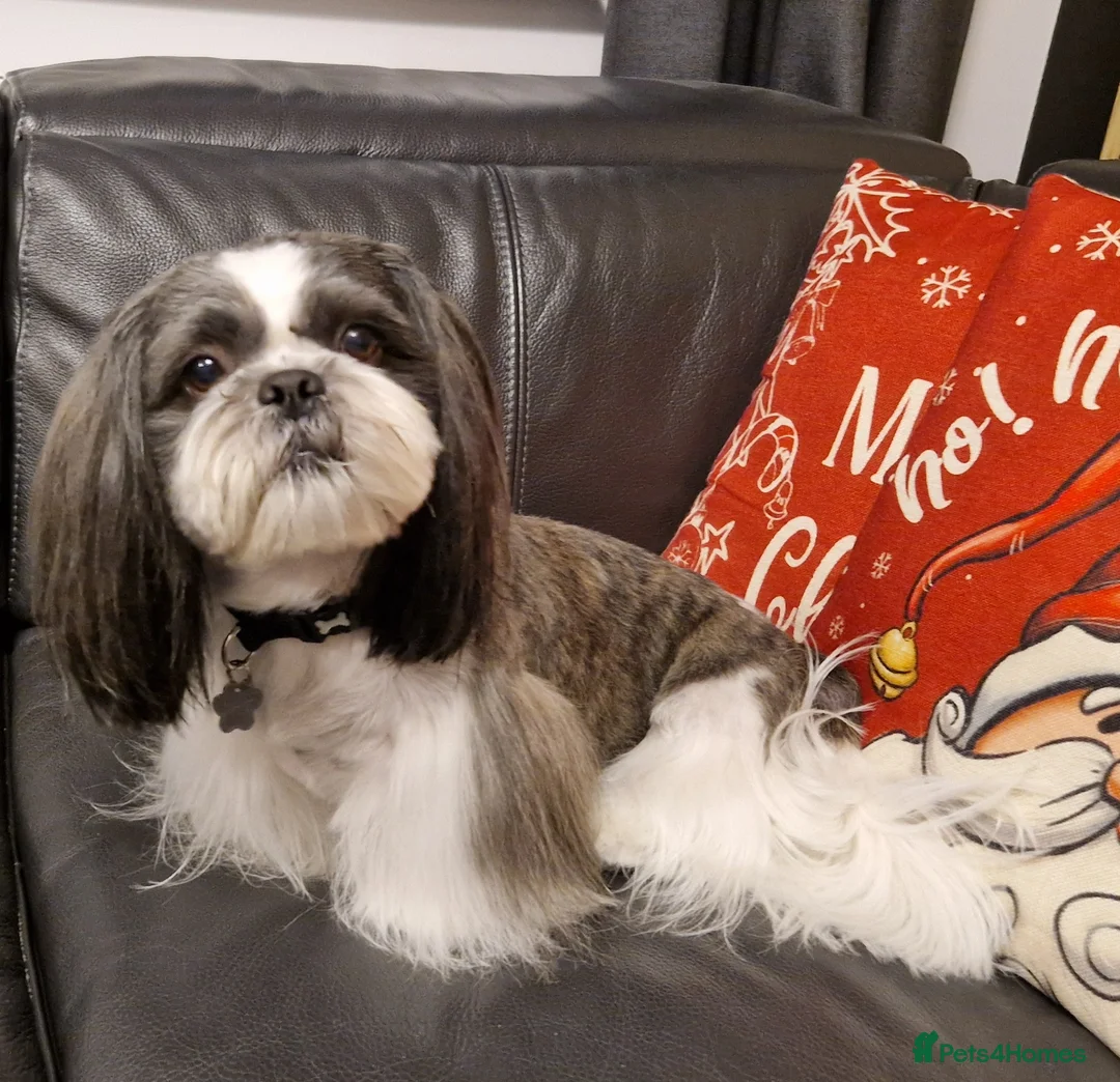 Shih Tzu dogs for stud: Stunning KC Shih Tzu Available for Stud Services in Swindon - Advert 6