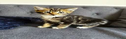 Mixed Breed cats for sale: Lovely mixed kittens  in Harrogate - Advert 12