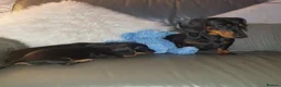 Miniature Dachshund dogs for sale: Wanted loving 5star homes only in Leigh - Advert 7