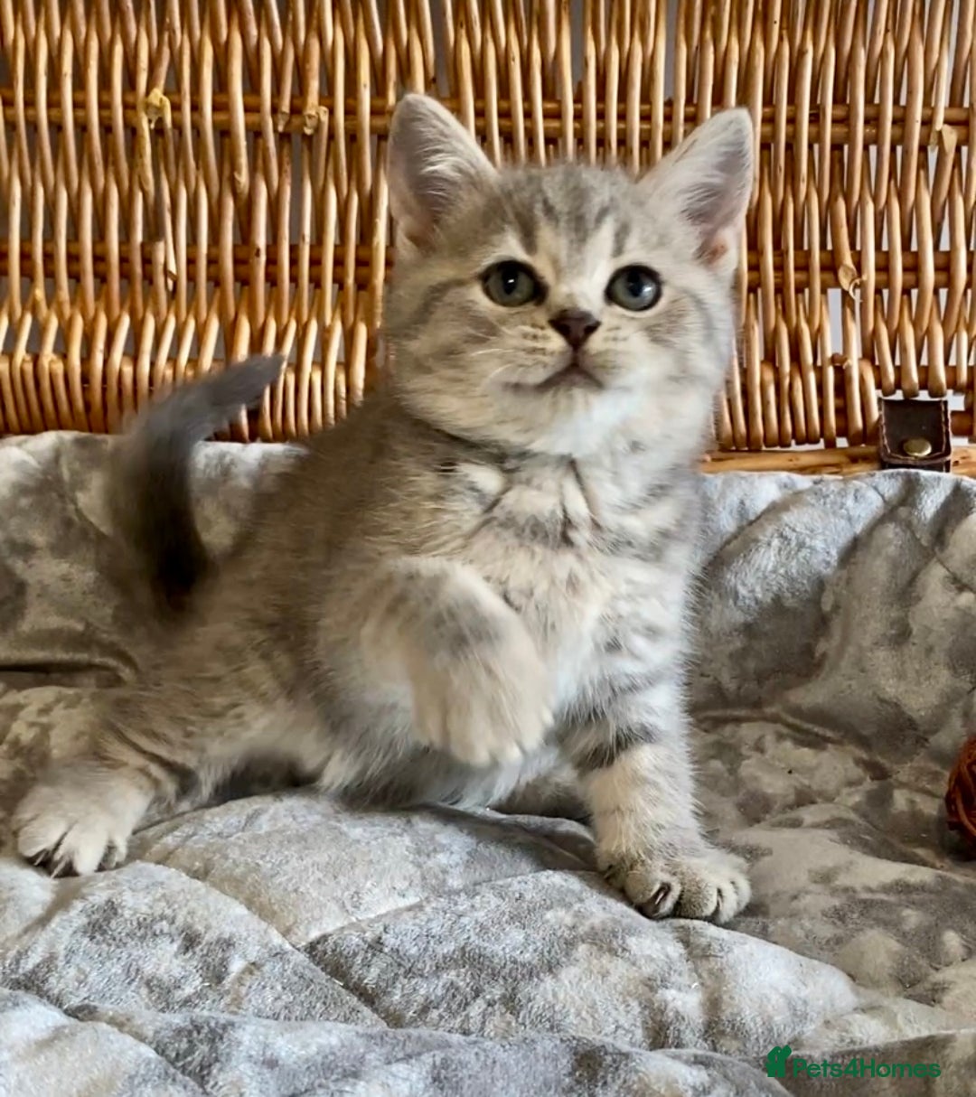 British Shorthair cats for sale: (READY NOW)EXCEPTIONAL PURE BREED BSH - Image 12