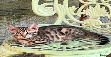 Bengal cats - Advert 9
