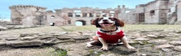 English Springer Spaniel dogs for stud: Jerry - KC Registered English Springer Spaniel  - Advert 3