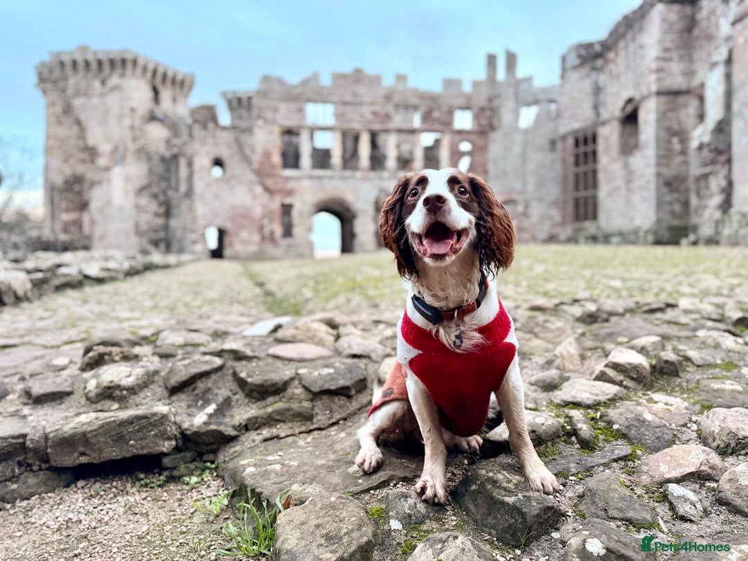 English Springer Spaniel dogs for stud: Jerry - KC Registered English Springer Spaniel  - Advert 3
