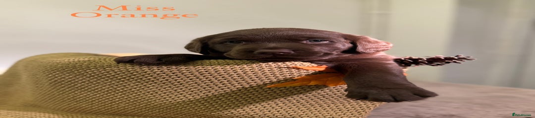 Labrador Retriever Puppy 3