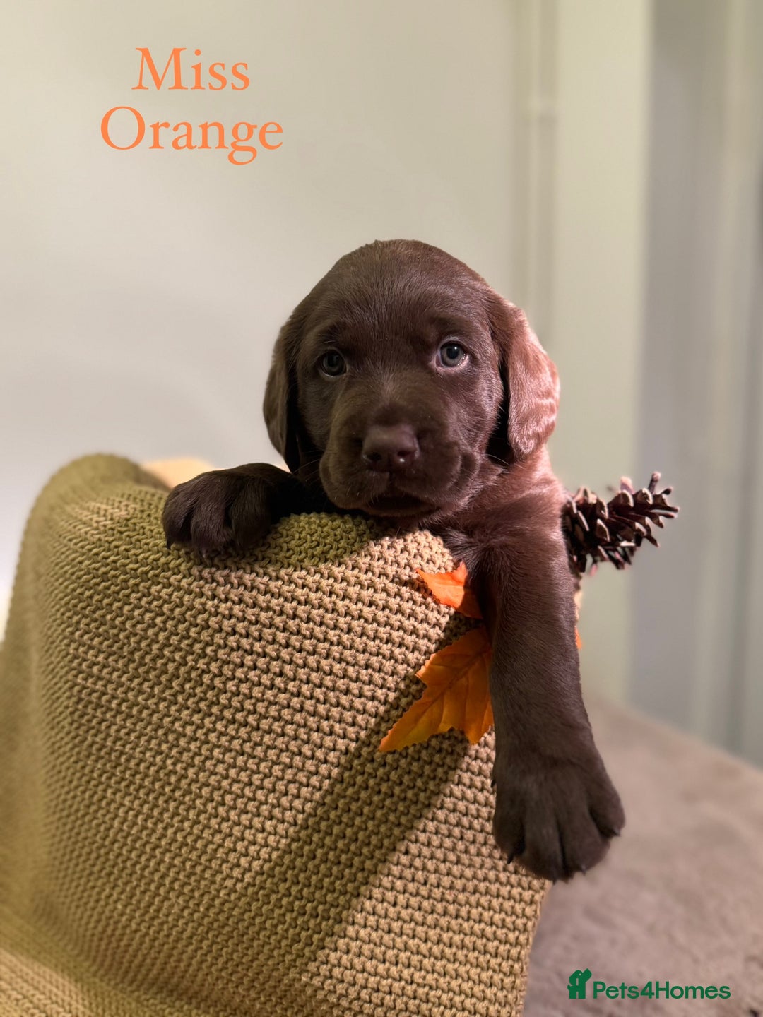 Labrador Retriever dogs for sale: 🐾 Beaytiful KC Labrador puppies!🐾 - Advert 4