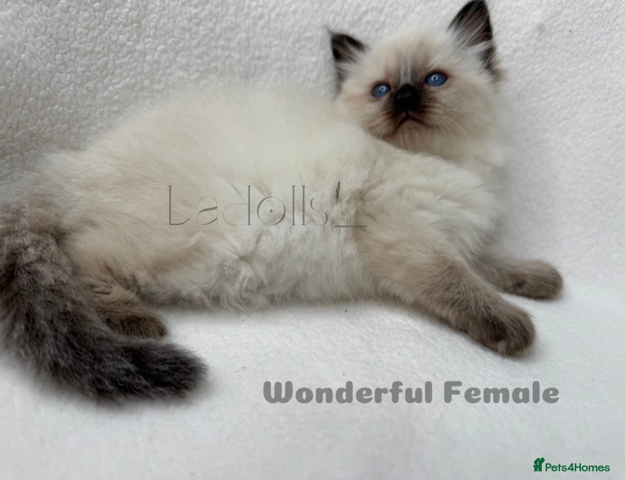 Ragdoll cats  Female and Male Available🐾 - Advert 18
