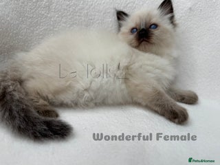 Ragdoll cats Female and Male Available🐾 - Advert 18