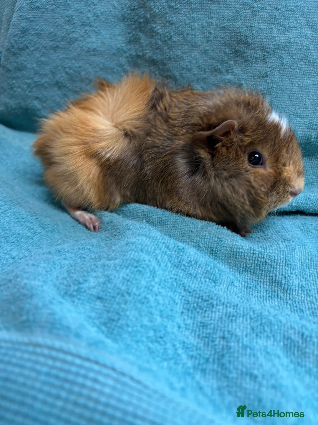 Guinea Pig rodents for sale: Beautiful babies BORN/ready 2 reserve  - Advert 2