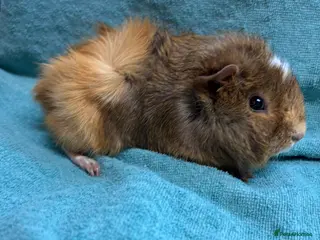 Guinea Pig rodents Beautiful babies pending - Advert 21