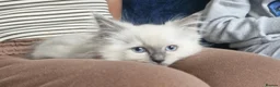 Ragdoll cats for sale: Beautiful ragdoll kittens - Advert 6