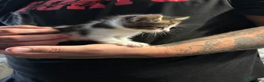 Mixed Breed 2