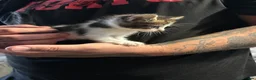 Mixed Breed cats for sale: 3 beautiful kittens ready for there new homes  - Advert 3