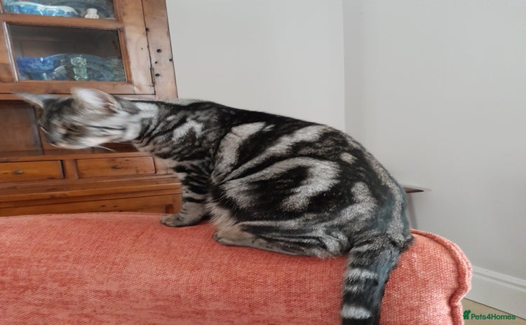 Savannah cats Full Pedigree & TICA Reg F5 Marble Savannah Kitten - Advert 2