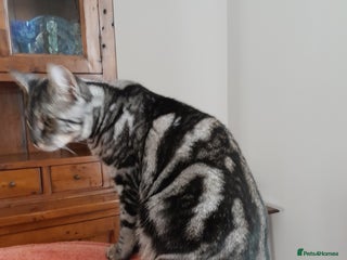 Savannah cats Full Pedigree & TICA Reg F5 Marble Savannah Kitten - Advert 1