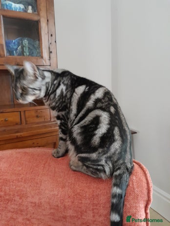 Savannah cats Full Pedigree & TICA Reg F5 Marble Savannah Kitten - Advert 2