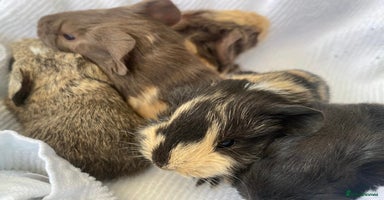 Guinea Pig rodents - Advert 6