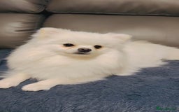 Pomeranian dogs for sale: 3 Gorgeous Pomeranian Puppies-Ready for New Homes - Image 22