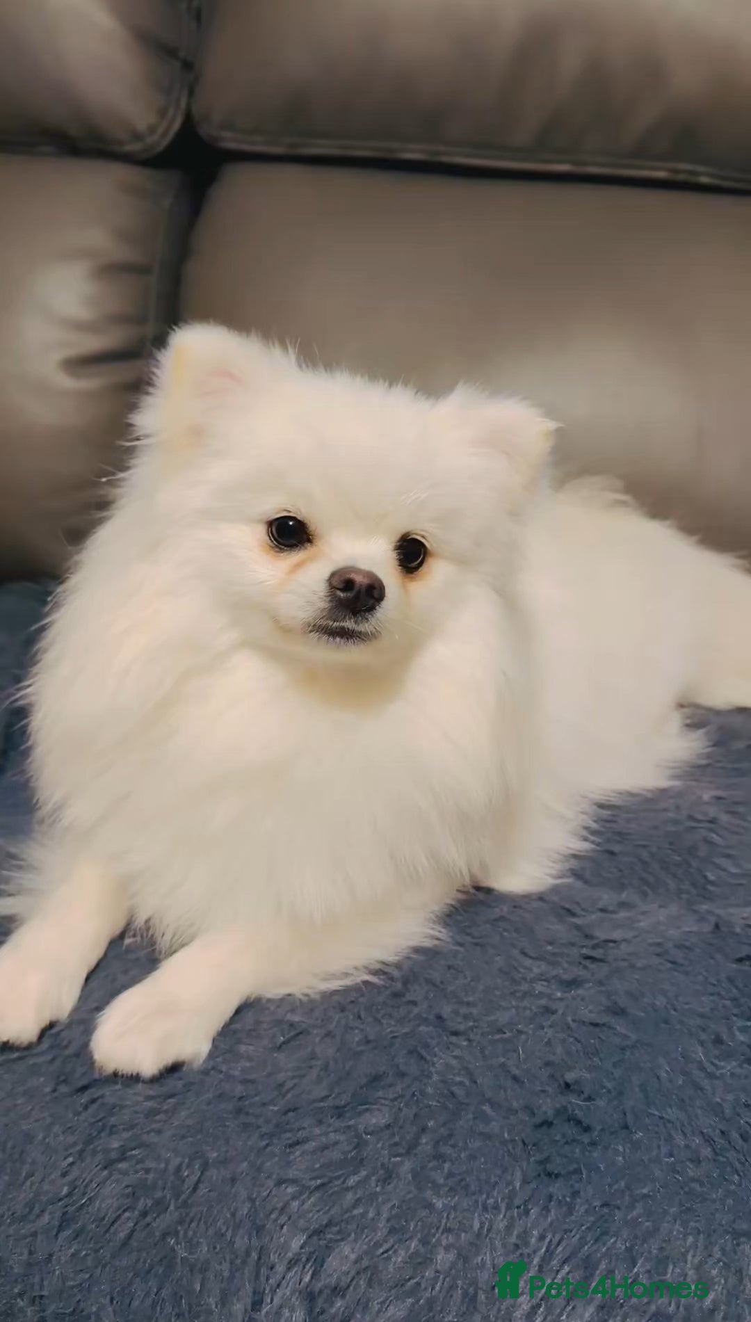 Pomeranian dogs for sale: 3 Gorgeous Pomeranian Puppies-Ready for New Homes - Image 22