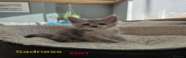 Maine Coon 7