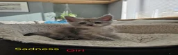 Maine Coon cats for sale: 12 Maine Coon kittens  - Advert 12
