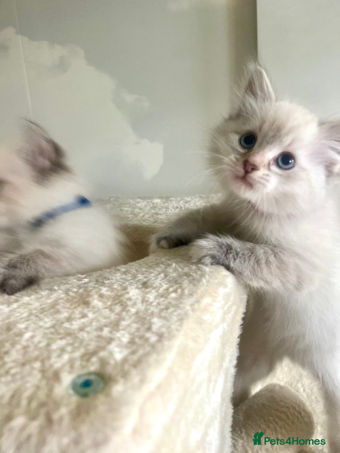 Siberian cats for sale: Hypoallergenic Female Siberian Blue eyes Neva - Advert 15